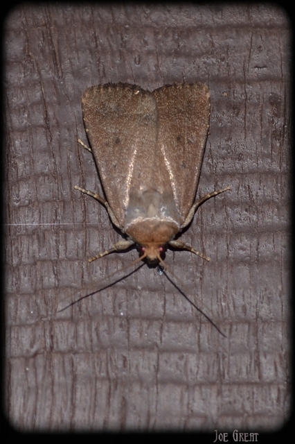 Amphipyra tragopoginis - bakszakállbagoly