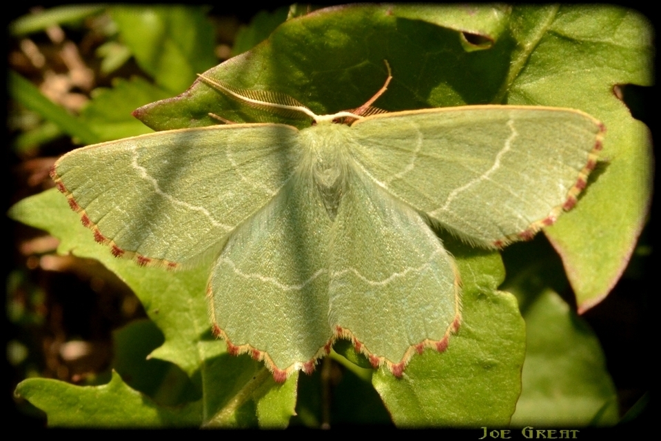 Thalera fimbrialis - csipkésszélű zöldaraszoló