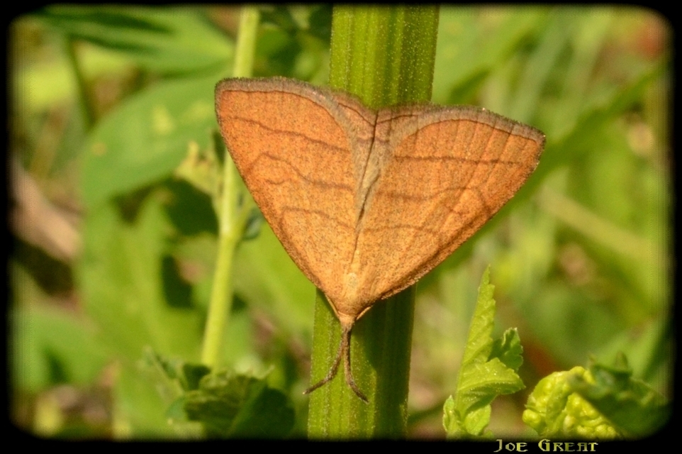 Polypogon tentacularia - sötétaljú karcsúbagoly