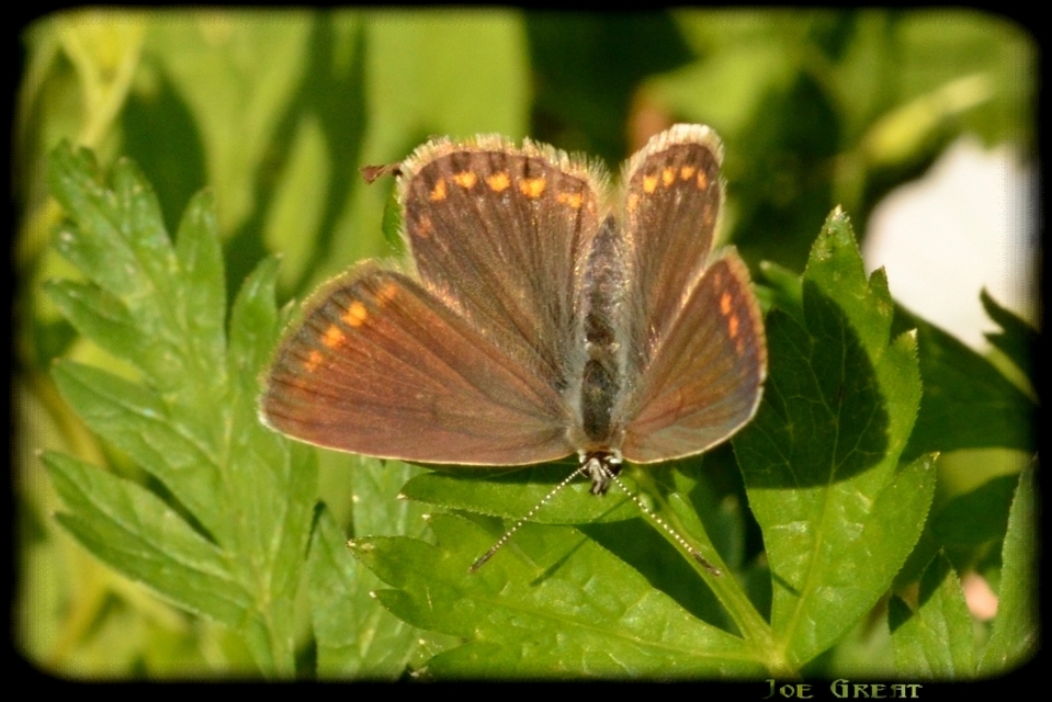 Polyommatus icarus - közönséges boglárka