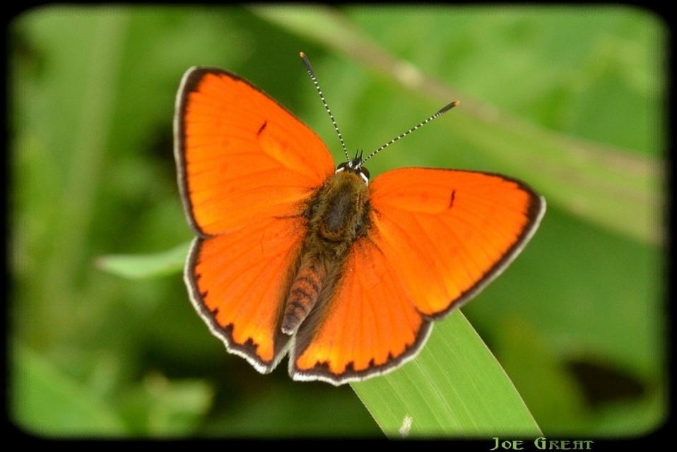Lycaena dispar rutilus - nagy tűzlepke