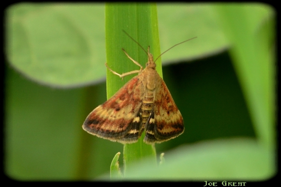 Pyrausta despicata - réti bíbormoly