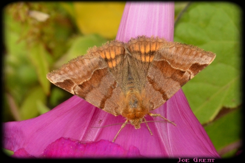 Euclidia glyphica - közönséges nappalibagoly