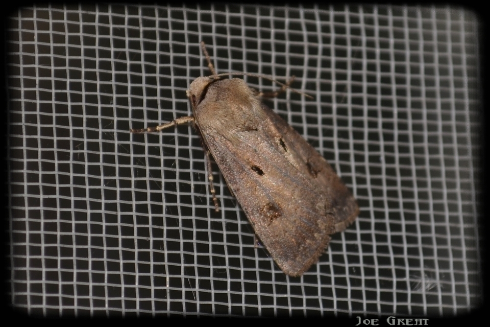Agrotis exclamationis - felkiáltójeles földibagoly