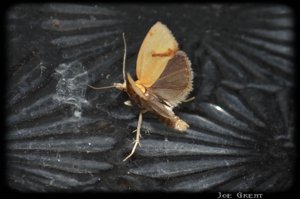 Agapeta hamana - közönséges sárgamoly