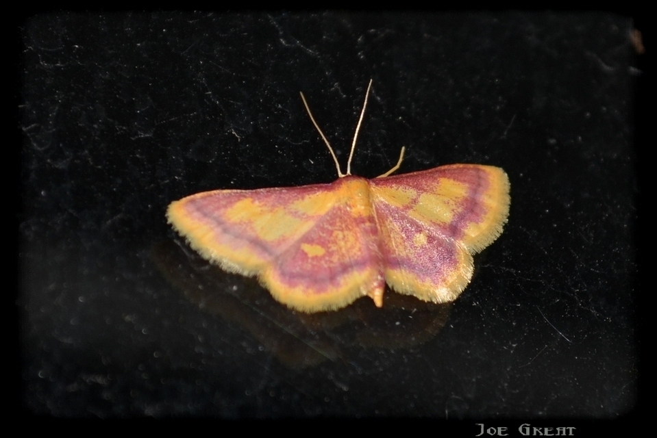 Idaea muricata - mocsári pirosaraszoló