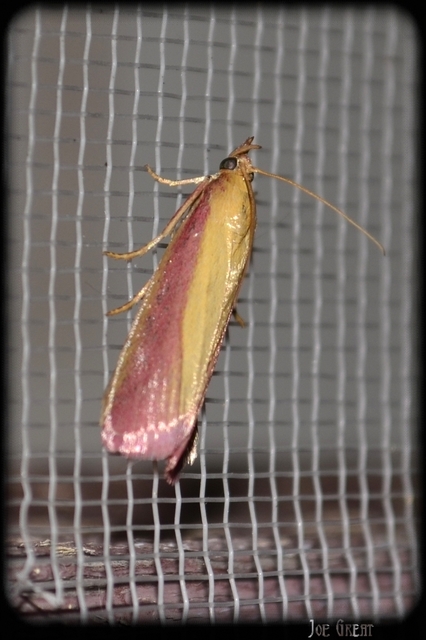 Oncocera semirubella - lucernamoly
