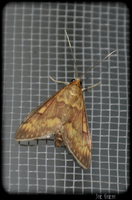 Ostrinia nubilalis - kukoricamoly