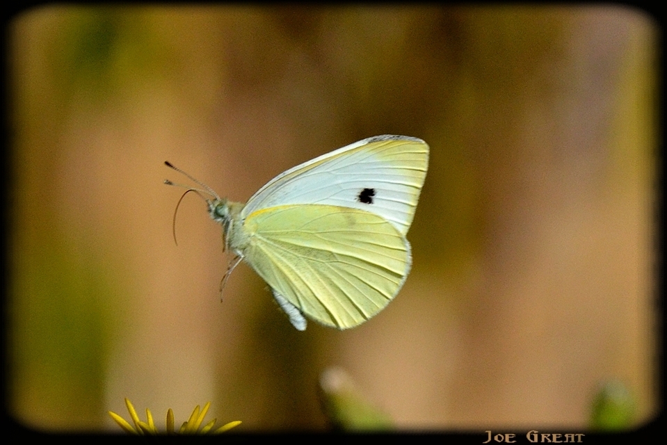 Pieris rapae - répalepke
