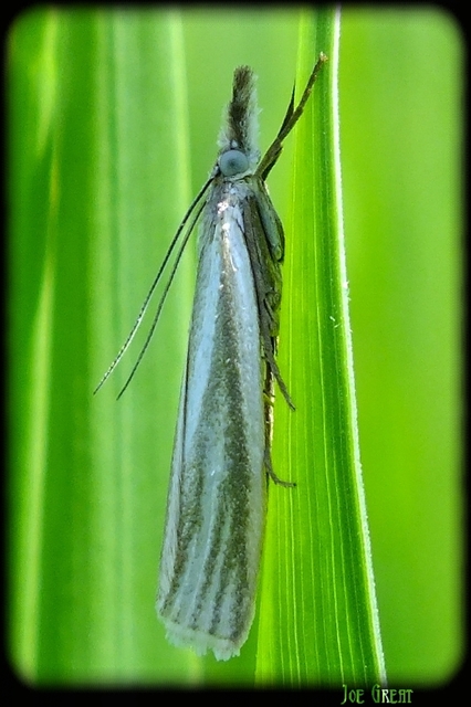 Crambus perlella - gyöngyházas fűgyökérmoly