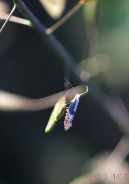 Argyresthia