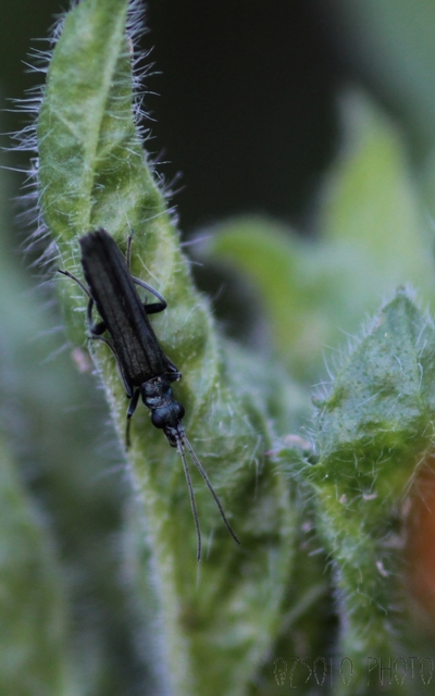 Oedemera