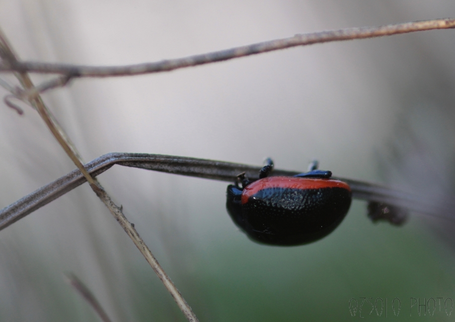 Chrysolina rossia - trapézhátú szegélyeslevelész