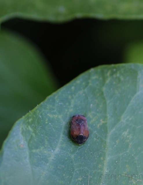 Penthimia nigra - fekete kabóca