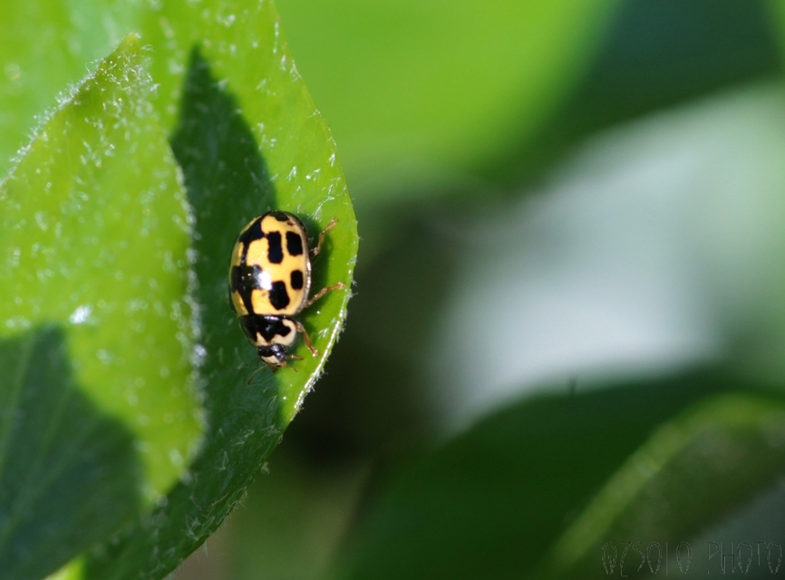 Propylea quatuordecimpunctata - tizennégypettyes füsskata