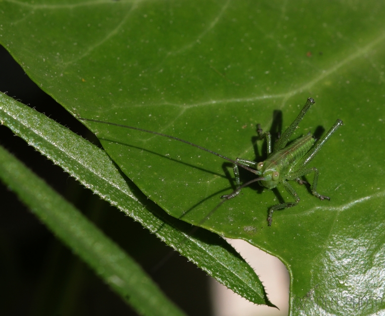 Tettigonia viridissima - zöld lombszöcske