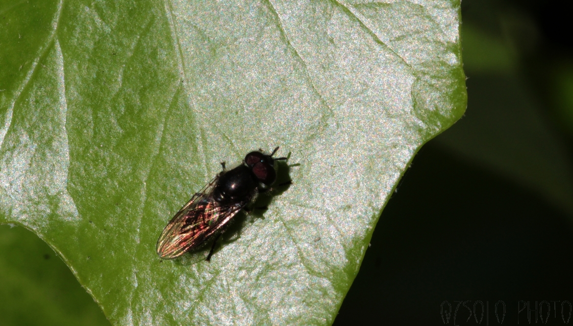 Cheilosia
