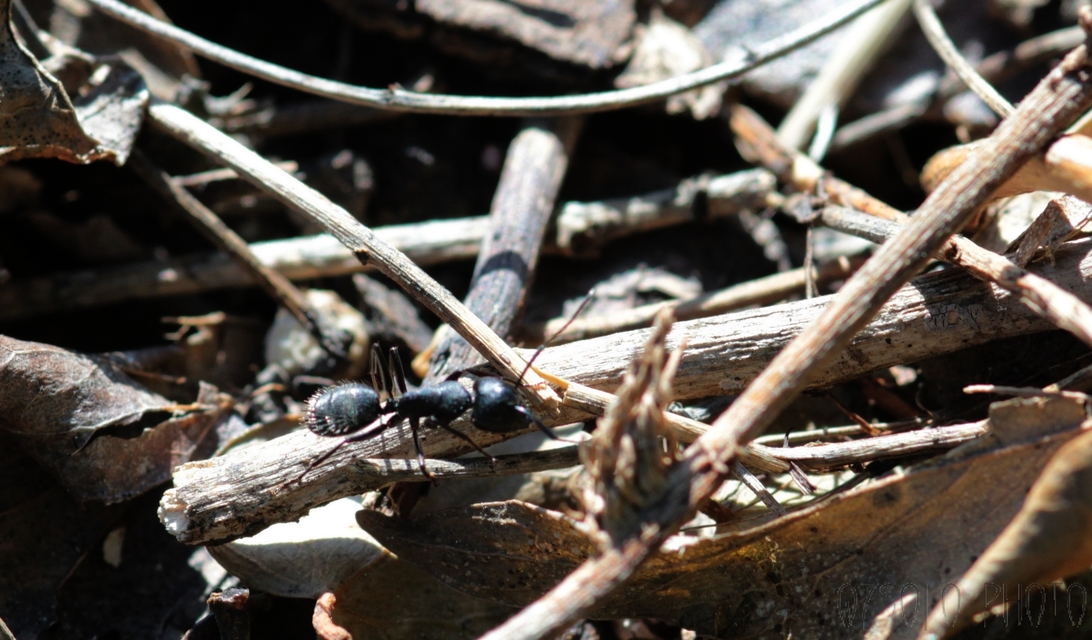 Camponotus vagus - fekete lóhangya