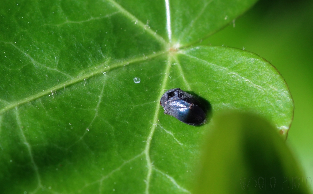 Penthimia nigra - fekete kabóca