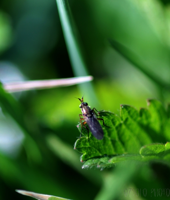 Dolichopodidae - szúnyoglábú legyek