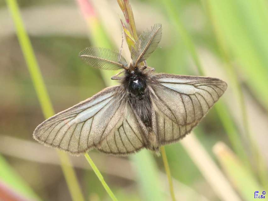 Pentophera morio - réti gyapjaslepke
