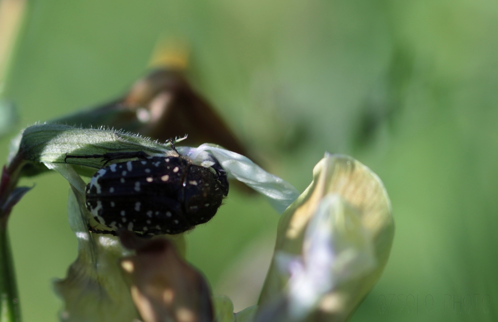 Oxythyrea funesta - sokpettyes virágbogár