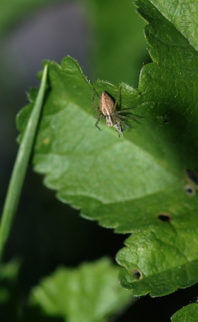 Oxyopes lineatus