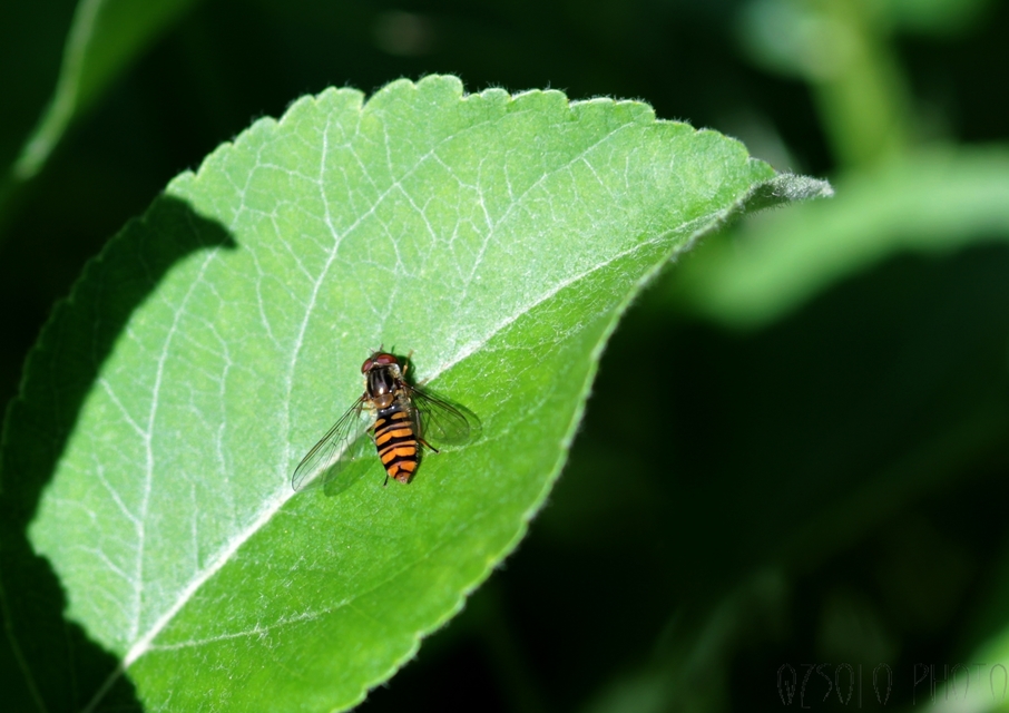 Episyrphus balteatus - ékfoltos zengőlégy Episyrphus balteatus - ékfoltos zengőlégy