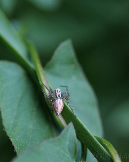 Oxyopes lineatus