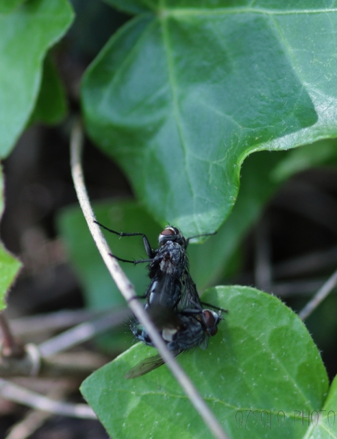 Calliphora