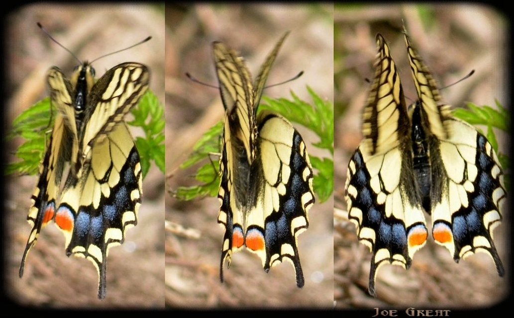 Papilio machaon - fecskefarkú lepke