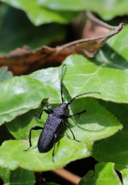 Ropalopus macropus - kis facincér Ropalopus macropus - kis facincér