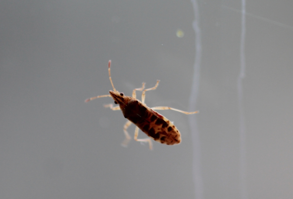 Belonochilus numenius - amerikai platánbodobács