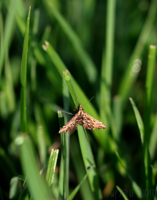 Diasemia reticularis - betűmintás tűzmoly