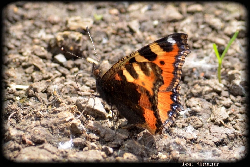 Nymphalis urticae - kis rókalepke