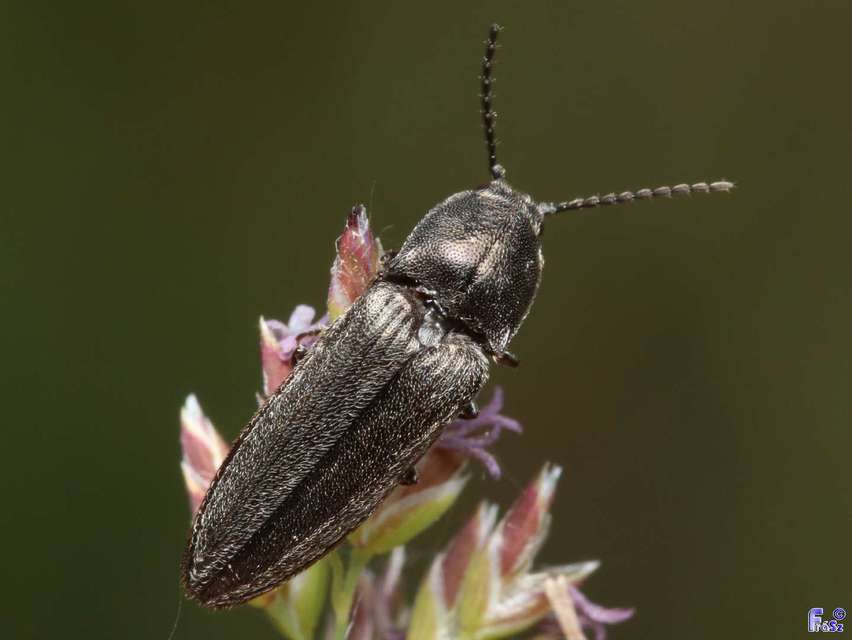 Cidnopus pilosus - szőrös pattanó
