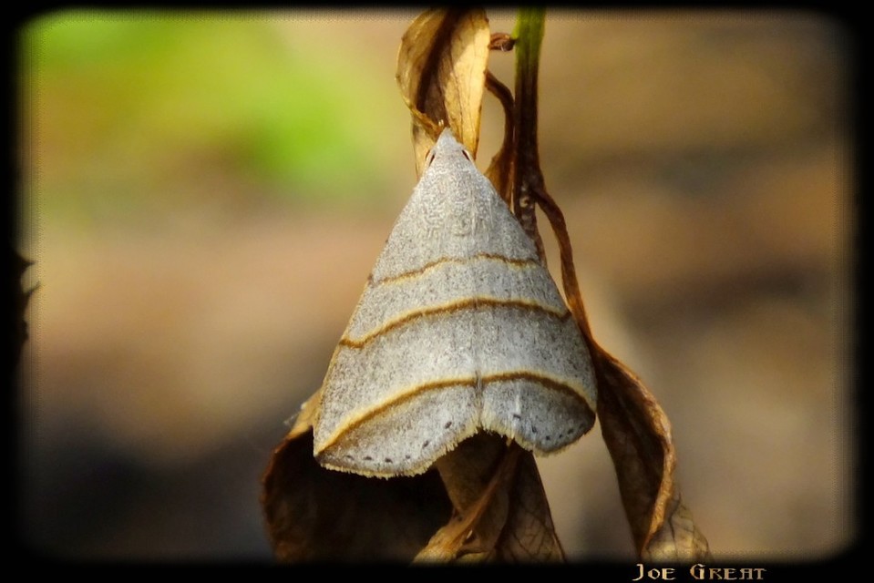 Colobochyla salicalis - háromsávos törpebagoly