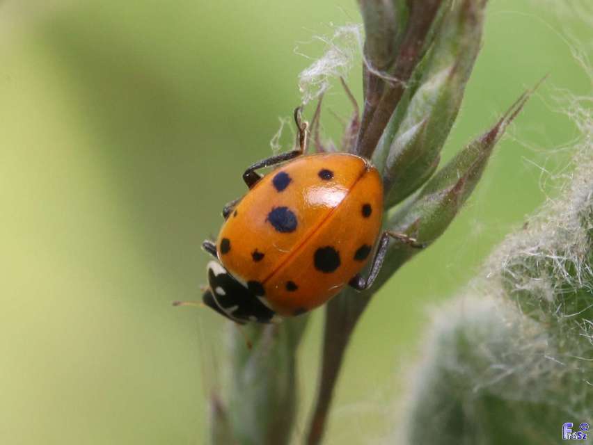 Hippodamia variegata - tizenhárompettyes katica