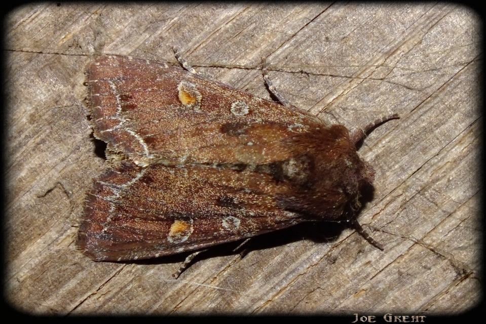 Lacanobia oleracea - saláta-kertibagoly