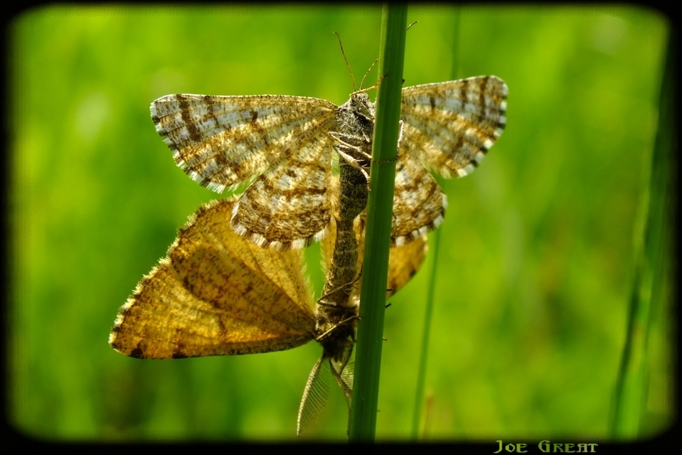 Ematurga atomaria - barna rétiaraszoló