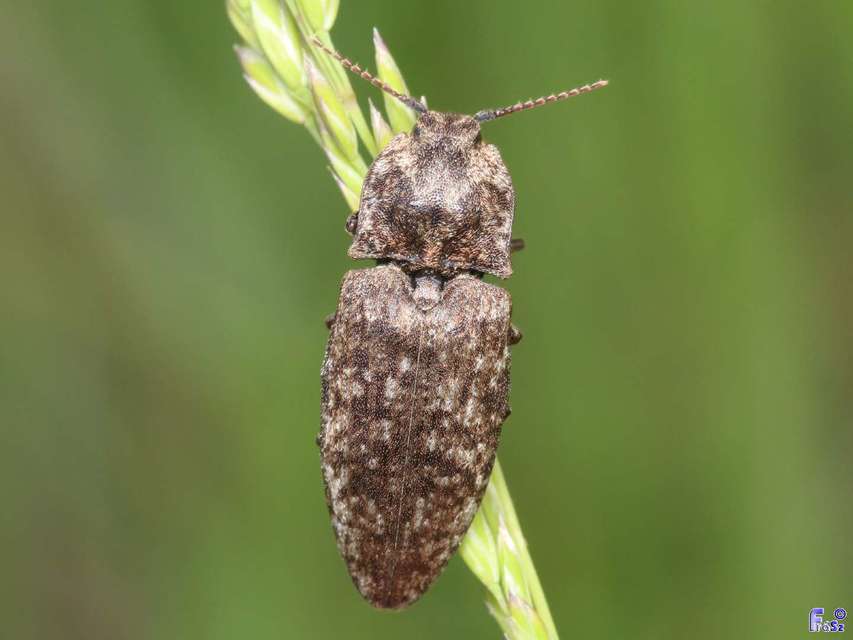 Agrypnus murinus - egérszínű pikkelyespattanó