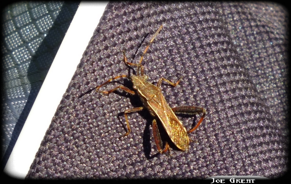 Camptopus lateralis - görbelábú karimáspoloska