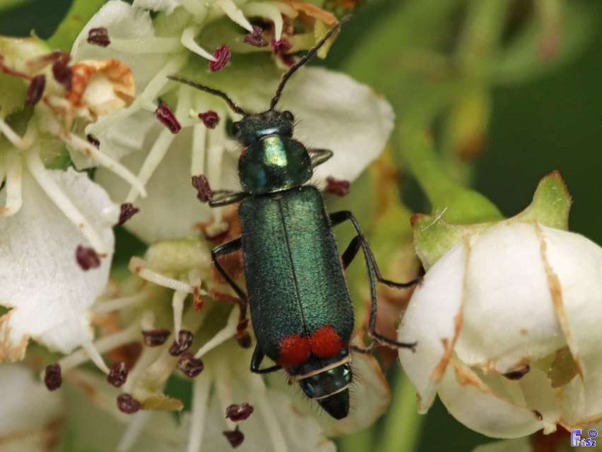 Malachius bipustulatus - kétfoltos bibircsesbogár