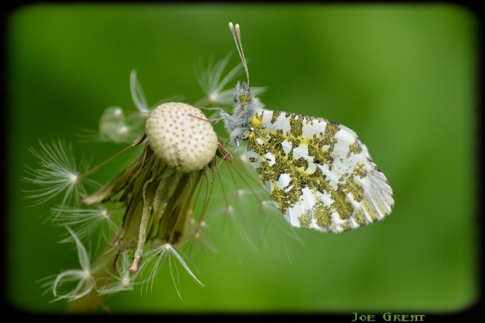 Anthocharis cardamines - hajnalpírlepke