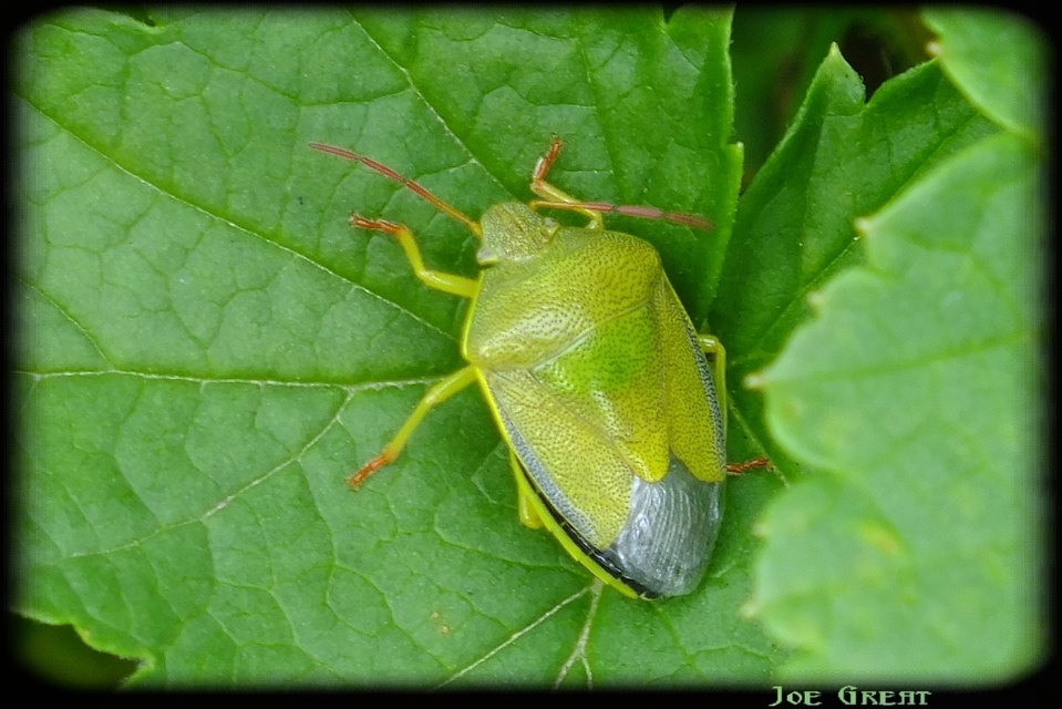 Piezodorus lituratus - bíboros címerespoloska Piezodorus lituratus - bíboros címerespoloska