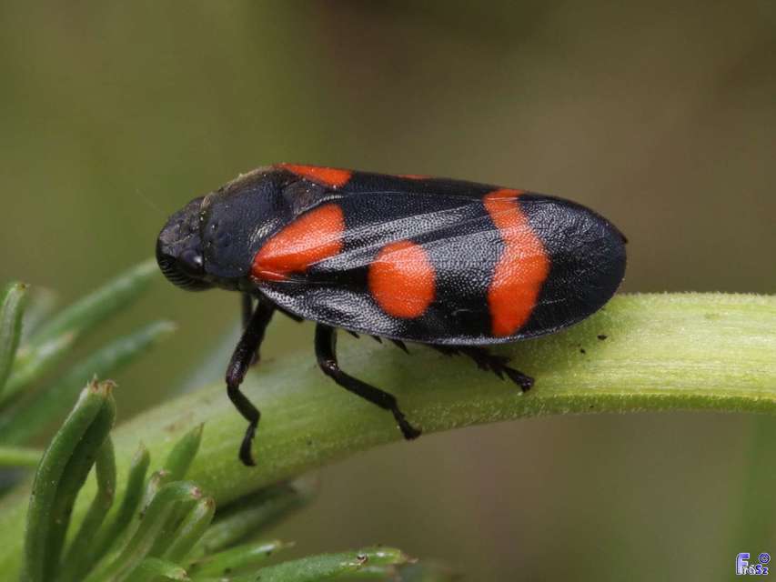 Cercopis