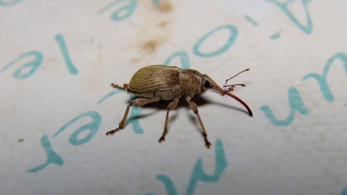 Curculio propinquus - halvány zsuzsóka