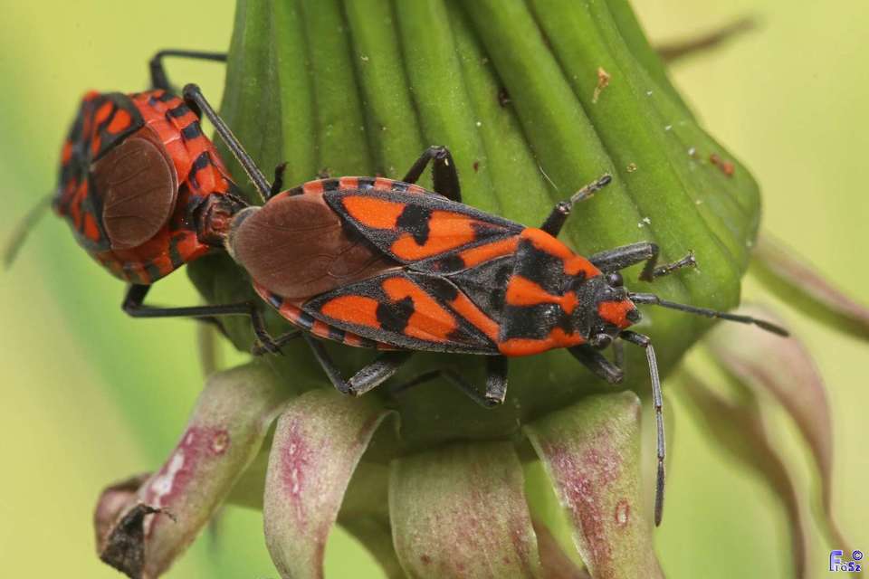 Spilostethus saxatilis - virágbodobács