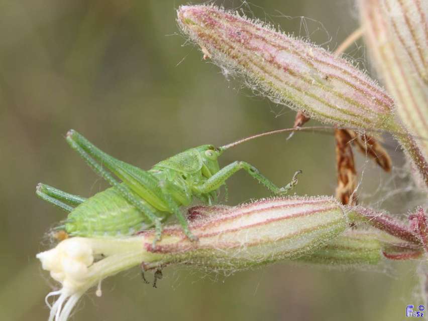 Tettigonia viridissima - zöld lombszöcske