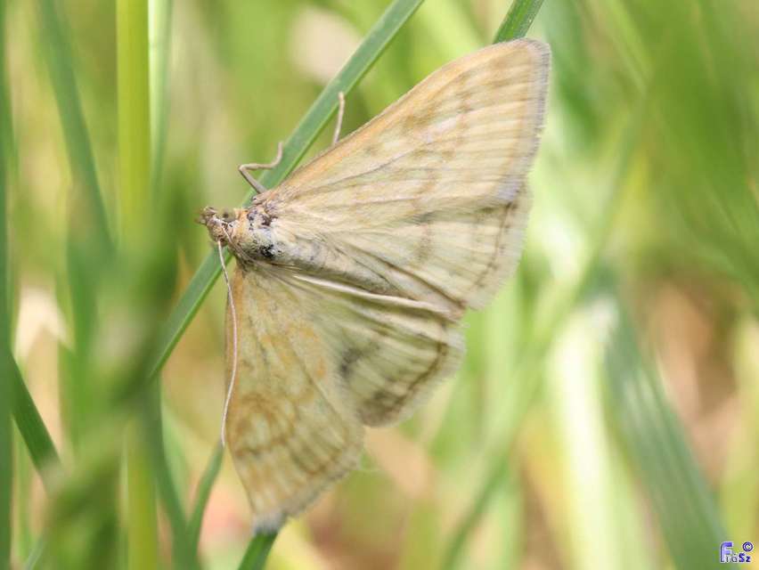 Sitochroa verticalis - világossárga dudvamoly